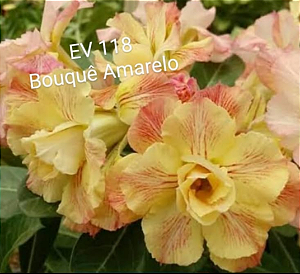 ROSA DO DESERTO EV118