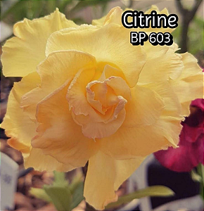 ROSA DO DESERTO CITRINE