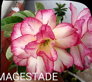 ROSA DO DESERTO MAGESTADE