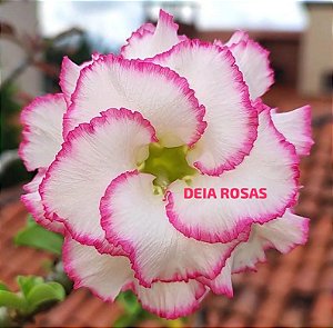 ROSA DO DESERTO TS22