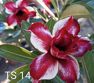 ROSA DO DESERTO TS14 Matriz