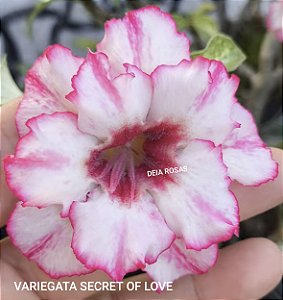ROSA DO DESERTO VARIEGATA SECRET OF LOVE