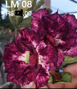 ROSA DO DESERTO LM8