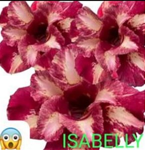 ROSA DO DESERTO ISABELLY padrão