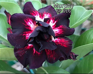 ROSA DO DESERTO MURPHY PADRÃO