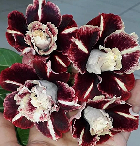 ROSA DO DESERTO JULLY