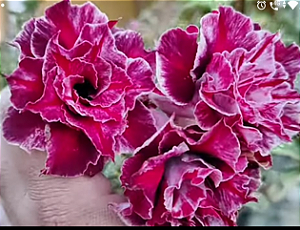 ROSA DO DESERTO CHILLE VEMELION