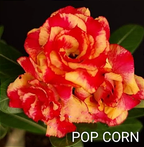 ROSA DO DESERTO POP CORN