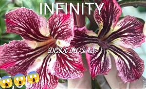 ROSA DO DESERTO INFINITY
