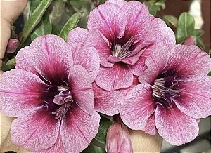 ROSA DO DESERTO SWALLOW ADULTA Matriz