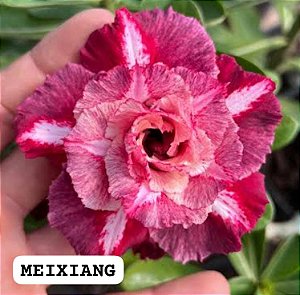 Rosa do deserto MEIXIANG ADULTA
