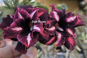 Rosa do deserto VIUVINHA Enxerto adulto