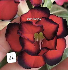 ROSA DO DESERTO JL MATRIZ