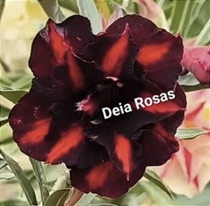 ROSA DO DESERTO COCA COLA