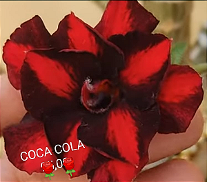 ROSA DO DESERTO COCA COLA