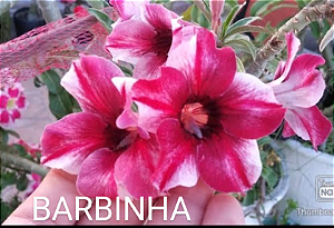 ROSA DO DESERTO BARBINHA Adulta