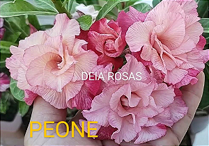ROSA DO DESERTO PEONE