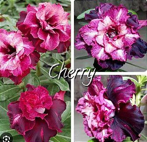 ROSA DO DESERTO CHERRY