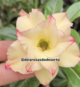 ROSA DO DESERTO FLAMING