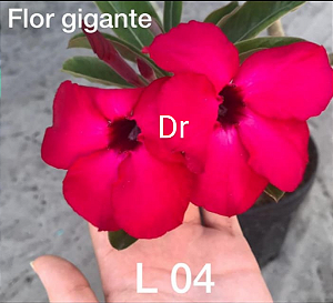 ROSA DO DESERTO L4