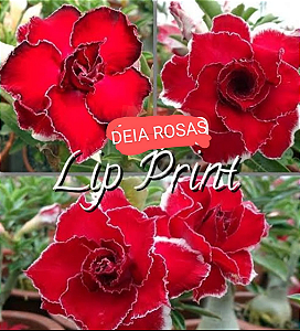 ROSA DO DESERTO LIP PRINT