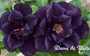 ROSA DO DESERTO DAMA DA NOITE