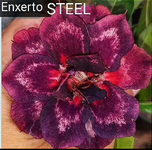 ROSA DO DESERTO STEEL MATRIZ