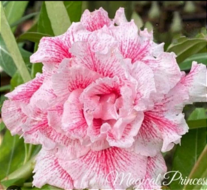 ROSA DO DESERTO MAGICAL PRINCE MATRIZ