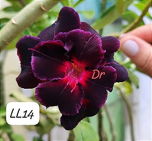 Rosa do deserto LL14