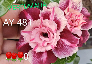 ROSA DO DESERTO AY481