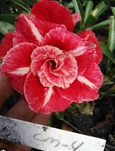 ROSA DO DESERTO LM4 BIG CAUDEX