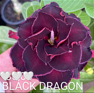 ROSA DO DESERTO BLACK DRAGON