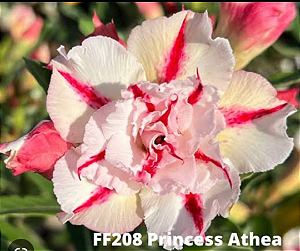 ROSA DO DESERTO PRINCESA ATHEA