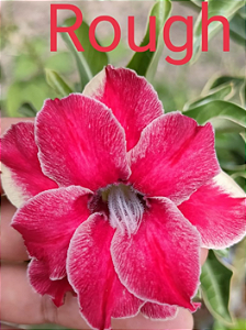 ROSA DO DESERTO ROUGH MATRIZ