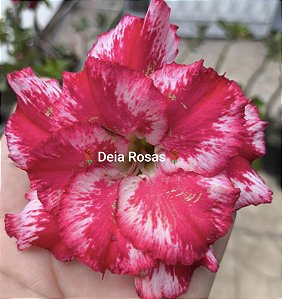 ROSA DO DESERTO EV345