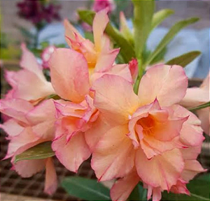 ROSA DO DESERTO CORAL