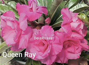 Rosa do deserto QUEEN RAY