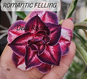 ROSA DO DESERTO ROMANTIC FELLING MATRIZ