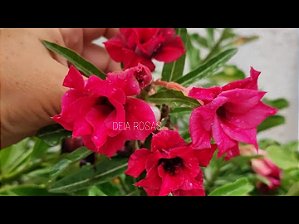 ROSA DO DESERTO BARBIE DOBRADA I PERFUMADA