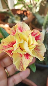 ROSA DO DESERTO ETERNAL SUMER
