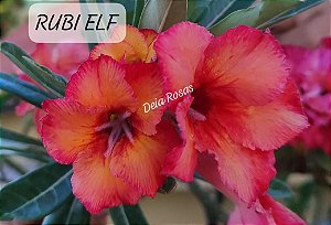ROSA DO DESERTO RUBI ELF Adulta
