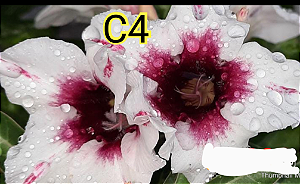 ROSA DO DESERTO C4