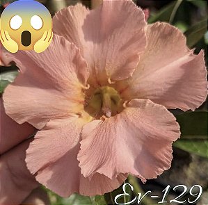 ROSA DO DESERTO EV 129