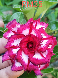 ROSA DO DESERTO RM 35