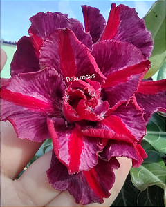 ROSA DO DESERTO TS 301