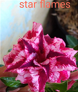 ROSA DO DESERTO STAR FLAME