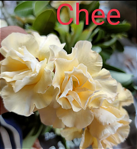 ROSA DO DESERTO CHEEN