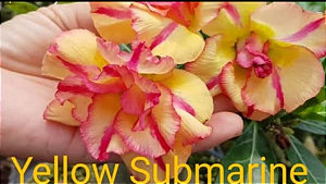 ROSA DO DESERTO YELLOW SUBMARINO Matriz