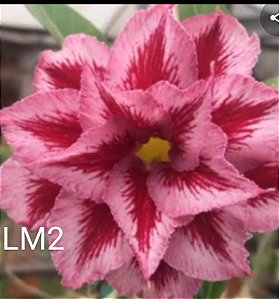 ROSA DO DESERTO LM 2 Matriz