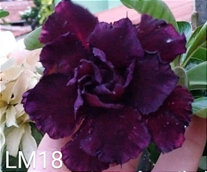 ROSA DO DESERTO LM 18